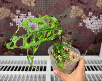 Monstera Obliqua -  Rare plant, Exact Plant Pictured, Acclimated in USA