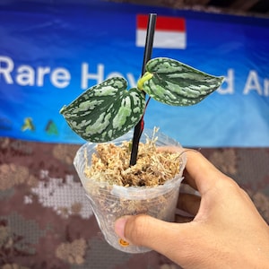 Scindapsus Tricolor
