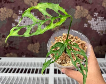 Monstera Obliqua -  Rare plant, Exact Plant Pictured, Acclimated in USA