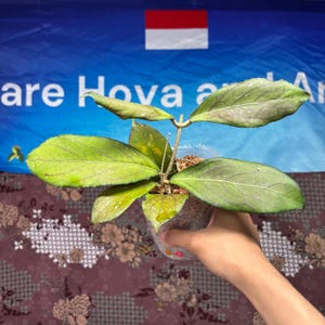 Hoya Sp Tanggamus Bottom Red