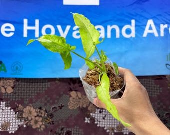 Syngonium Ribbon Lemon - Exact Plant Pictured, Fully Rooted, Acclimated in USA