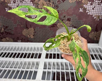 Monstera Adansonii Variegated Indonesia -  Rare plant, Exact Plant Pictured, Acclimated in USA