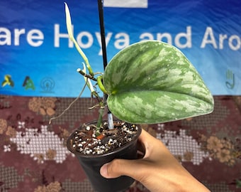 Scindapsus Argyraeus Fatamorgana Variegated Rare Live Exotic