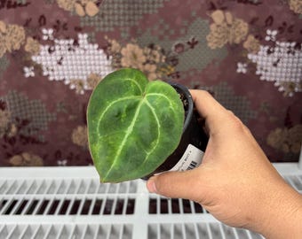 Anthurium BVIT x ZM - Rare plant, Exact Plant Pictured, Acclimated in USA