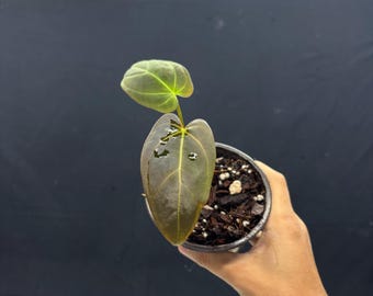 Anthurium Fortsherman Plant – Ready in USA, Fully Acclimated, Rooted Specimen