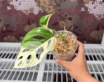 Monstera Adansonii Albo -  Rare plant, Exact Plant Pictured, Acclimated in USA