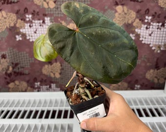 Anthurium Mamacita  - Rare plant, Exact Plant Pictured, Acclimated in USA