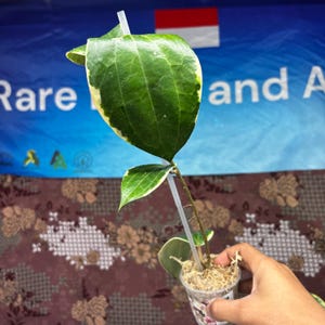 Hoya Latifolia Sp Albo Big Leaf
