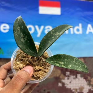Hoya Phuwuensis_BHR