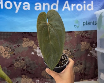 Anthurium Goliath x RVDP x VS - Rare plant, Exact Plant Pictured, Fully Rooted, Acclimated in USA