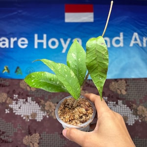 Hoya Sp Aceh Shogun 02