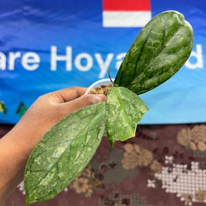 Hoya Sp Way Maja Splash