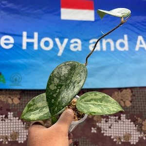 Hoya Verticillata Super Splash