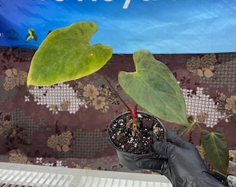 Anthurium Papil A+ x Papil Redwine  - Exact Plant Pictured, Fully Rooted, Acclimated in USA