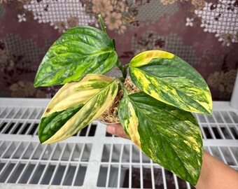 Monstera Karstenianum Variegated -  Rare plant, Exact Plant Pictured, Acclimated in USA