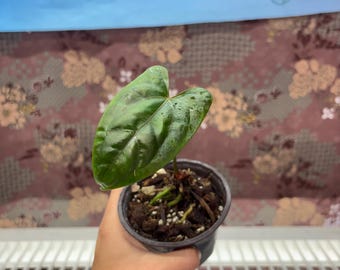 audrey ficus buy Ficus Audrey Tree Form Single Stem, Ficus Benghalensisis Bengal Fig