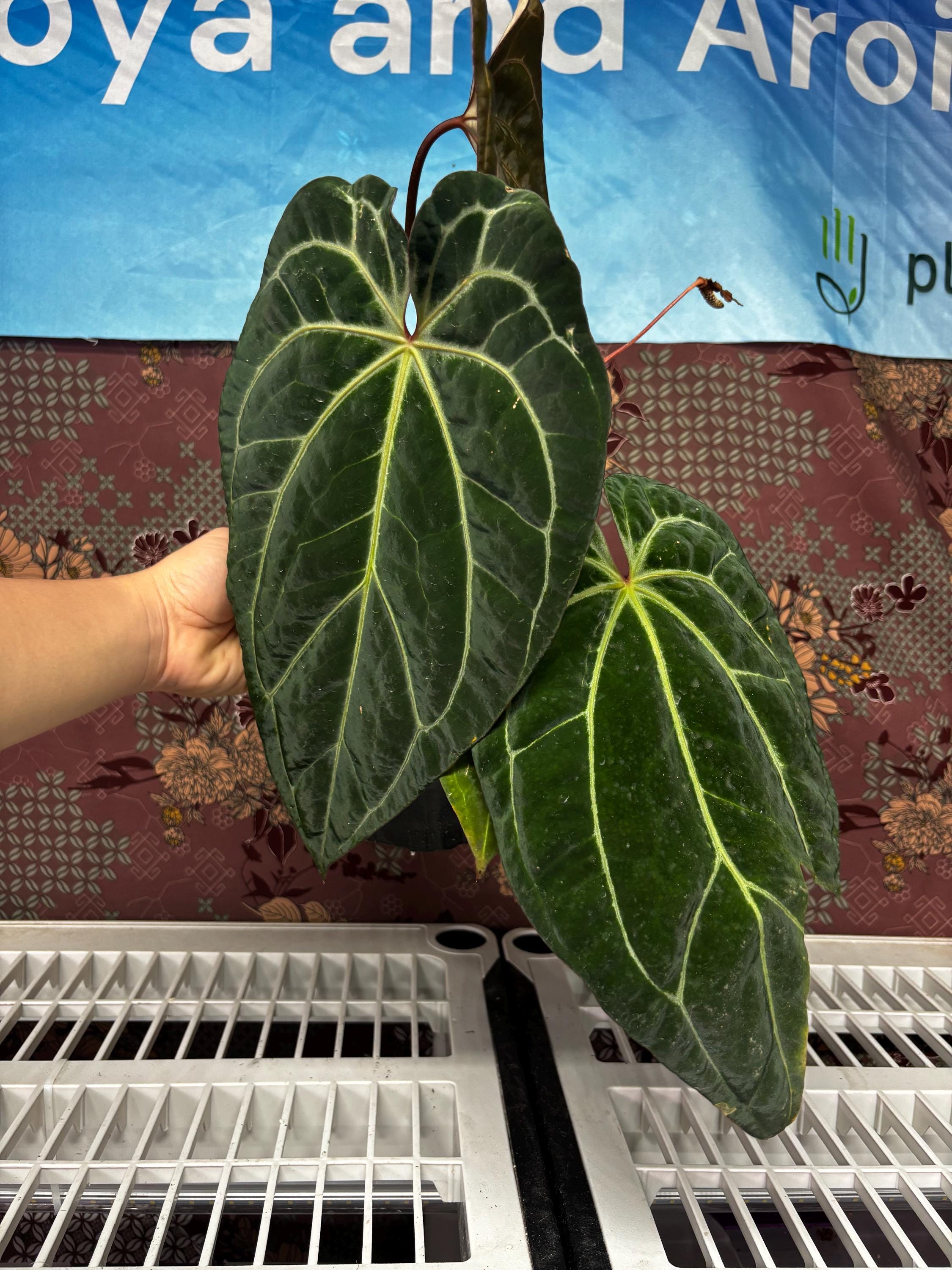 Anthurium Zara X Anthurium Michelle - Etsy