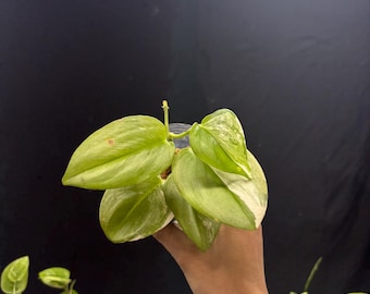 philodendron bob cee variegated Philodendron (Florida Beauty × Mayoi) × Bob Cee Variegated – Siamplantes main image 0
