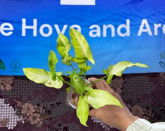 Syngonium Ribbon Lemon Exact Plant Pictured, Fully Rooted, USA Acclimated