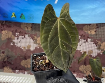 Anthurium Blue Velvet X (AOS DF X BVEP) Select Holdback Seedling - Etsy