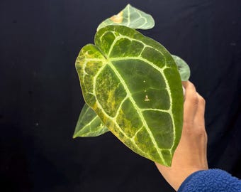 Anthurium Forgetii Var x (Angela x Black Widow)- Rare Variegated Aroid - Exact Plant Pictured - Fully Rooted - USA Acclimated Houseplant