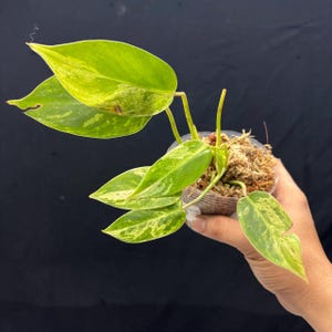 opalina succulent Pachyveria Opalina - beautiful succulent