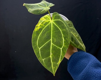 Anthurium Forgetii Var x (BVIT x ZM)- Rare Variegated Aroid - Exact Plant Pictured - Fully Rooted - USA Acclimated Houseplant