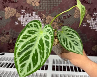 Anthurium Silver Blush  - Rare plant, Exact Plant Pictured, Acclimated in USA