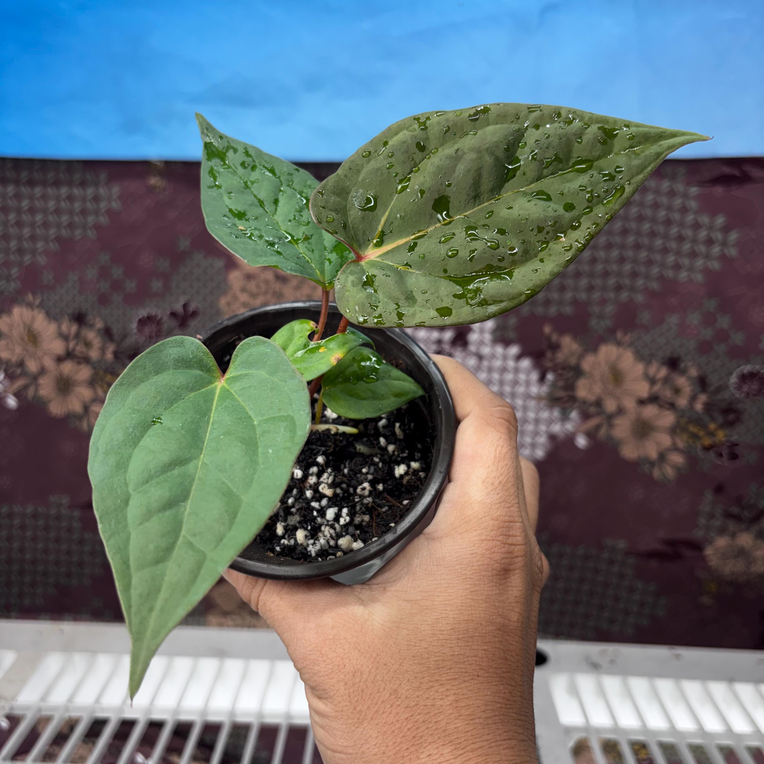 Anthurium Night Queen - Etsy