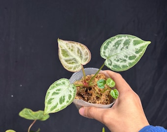 best indoor plants for air cleaning Buy 5 Best Air Purifying Plants Combo - Dieffenbachia, Petra Croton, Ficus  Lyrata , Aglaonema, Green Compactor Online
