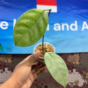 Hoya Coriaceae Silver