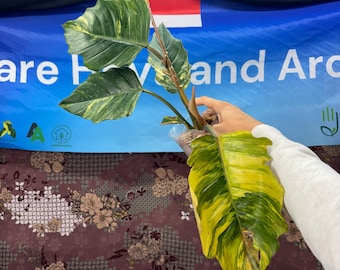 Philodendron Caramel Marble - Rare Plant, Exact Plant Pictured,  Acclimated in USA