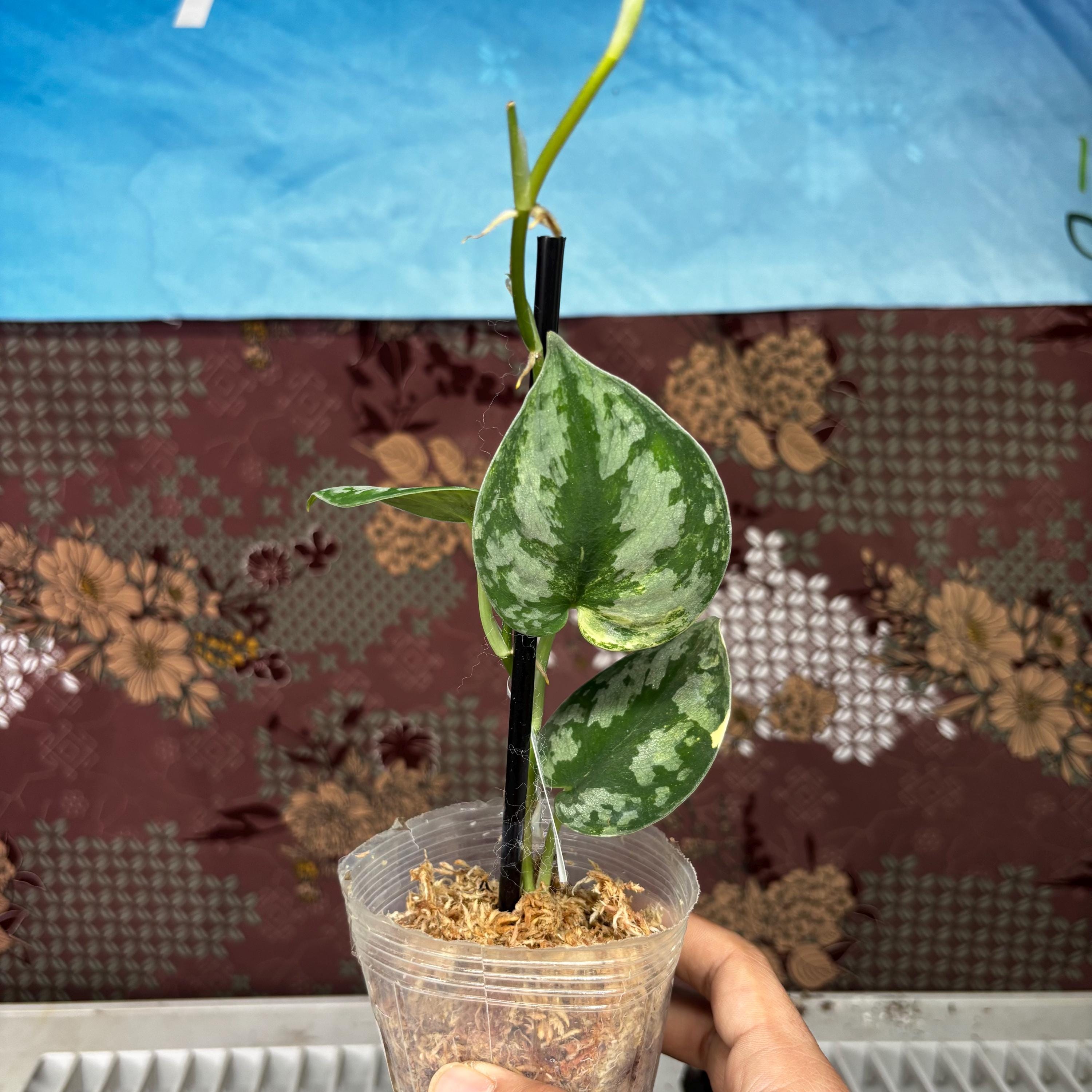 (December⭐︎)スキンダプサス バクダパティp1 ダークフォーム Scindapsus Bakudapati Choice 1 - Best Selected – Scindapsus