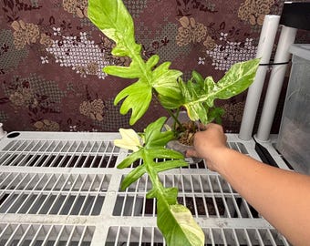 Philodendron Flobe x Distan -  Rare plant, Exact Plant Pictured, Acclimated in USA