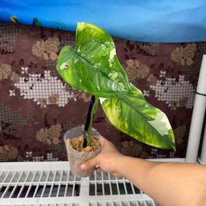 May include: A variegated Philodendron plant with two large, heart-shaped leaves featuring deep green, lime green, and creamy white patterns. The plant is rooted in a clear plastic cup filled with sphagnum moss and supported by a black stake.