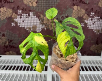 Monstera Adansonii Aurea  - Rare plant, Exact Plant Pictured, Acclimated in USA