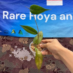 Hoya Sp Aceh Red Leaf