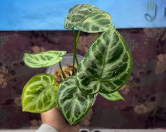 Anthurium Silver Blush