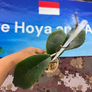 Hoya Sp Cikidang