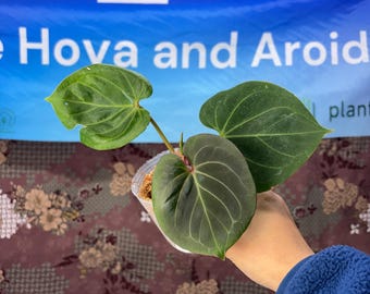 Anthurium King of spades - Rare plant, Exact Plant Pictured, Acclimated in USA