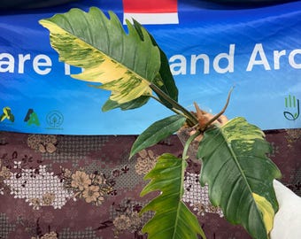 Philodendron Caramel Marble - Rare Plant, Exact Plant Pictured,  Acclimated in USA