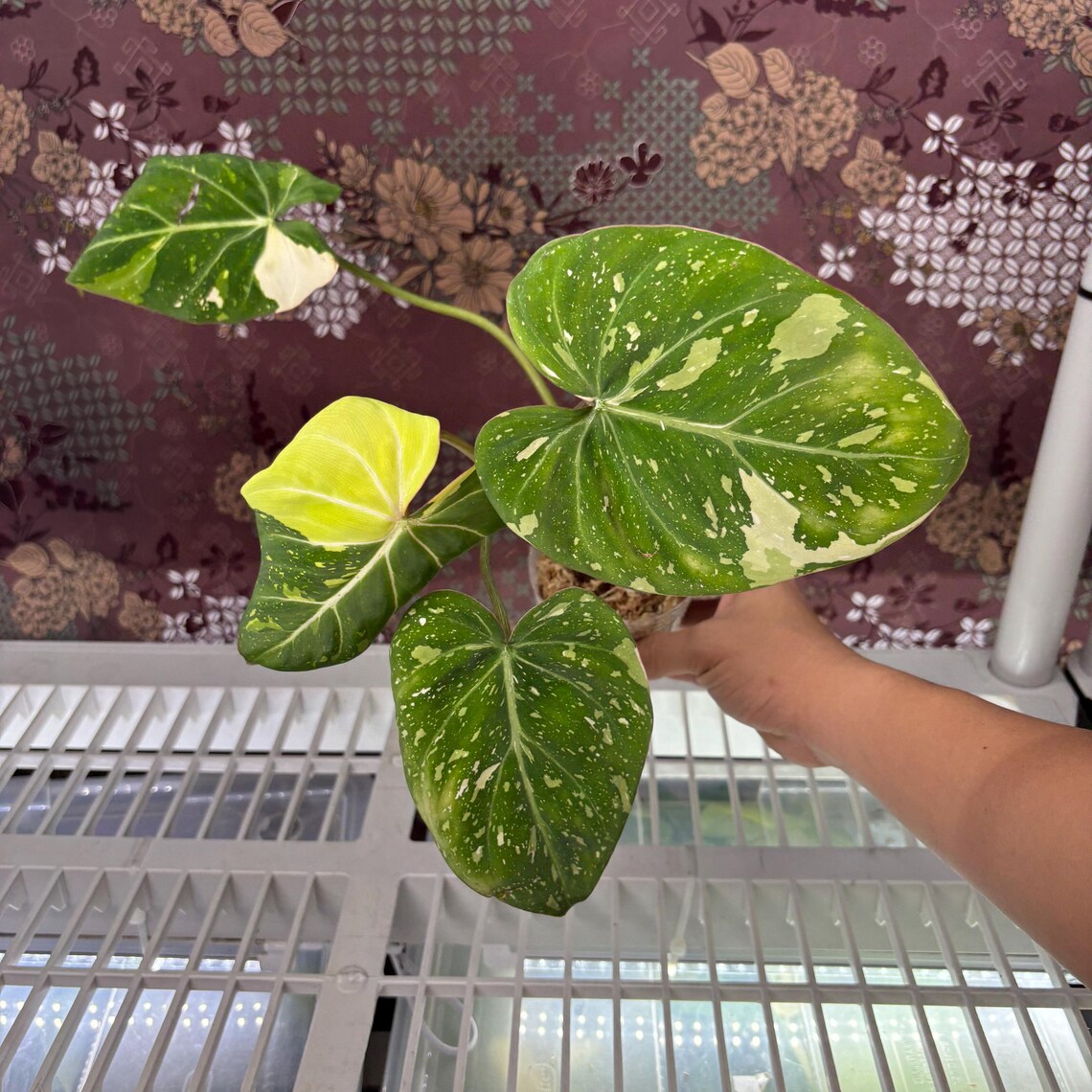 Philodendron Gloriosum Variegated - Exact Plant Pictured, Fully Rooted ...