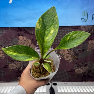 Anthurium Jenmanii Variegated - Etsy
