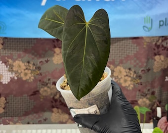 Anthurium Xone x FSRVDP - Exact Plant Pictured, Fully Rooted, Acclimated in USA