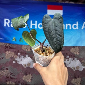 Anthurium Ace Of Spades x Red Velvet Dark Phoenix