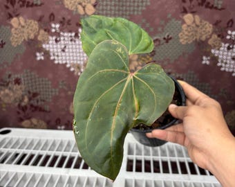Blue Hamizan -  Rare plant, Exact Plant Pictured, Acclimated in USA
