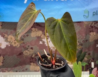 Anthurium papi x Black sweet - Exact Plant Pictured, Fully Rooted, Acclimated in USA