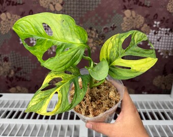 Monstera Adansonii Aurea  - Rare plant, Exact Plant Pictured, Acclimated in USA