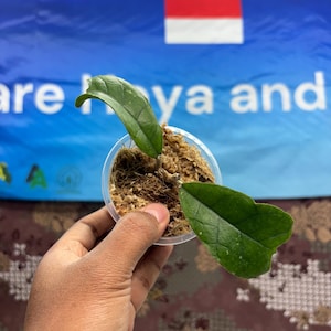 Hoya Aff Deykeae Aceh_BHR