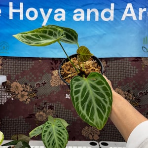 Anthurium Silver Tiger - Etsy